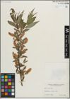 Foto von Salix lucida Muhl.